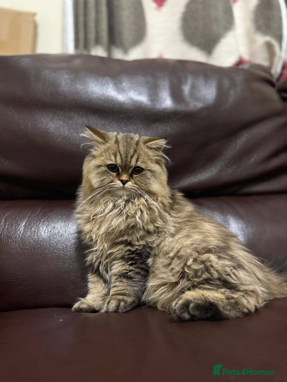Persian cats Adorable Persian x British Longhair.  - Advert 1