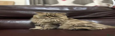 Simba