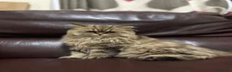 Persian cats for sale: Adorable Persian x British Longhair.  - Advert 1