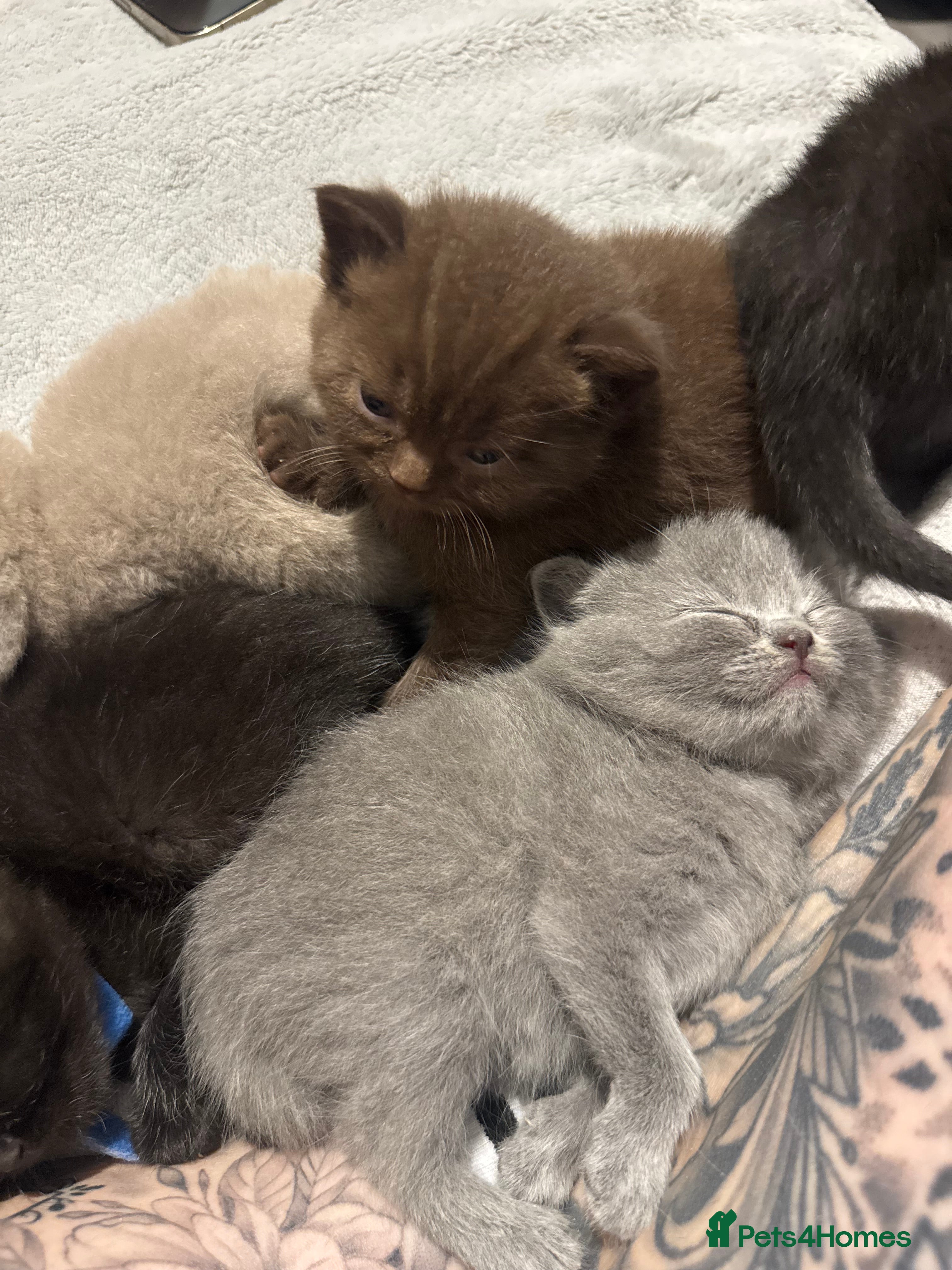 British Shorthair cats Supreme Champion Line British Shorthair Kittens - Advert 2