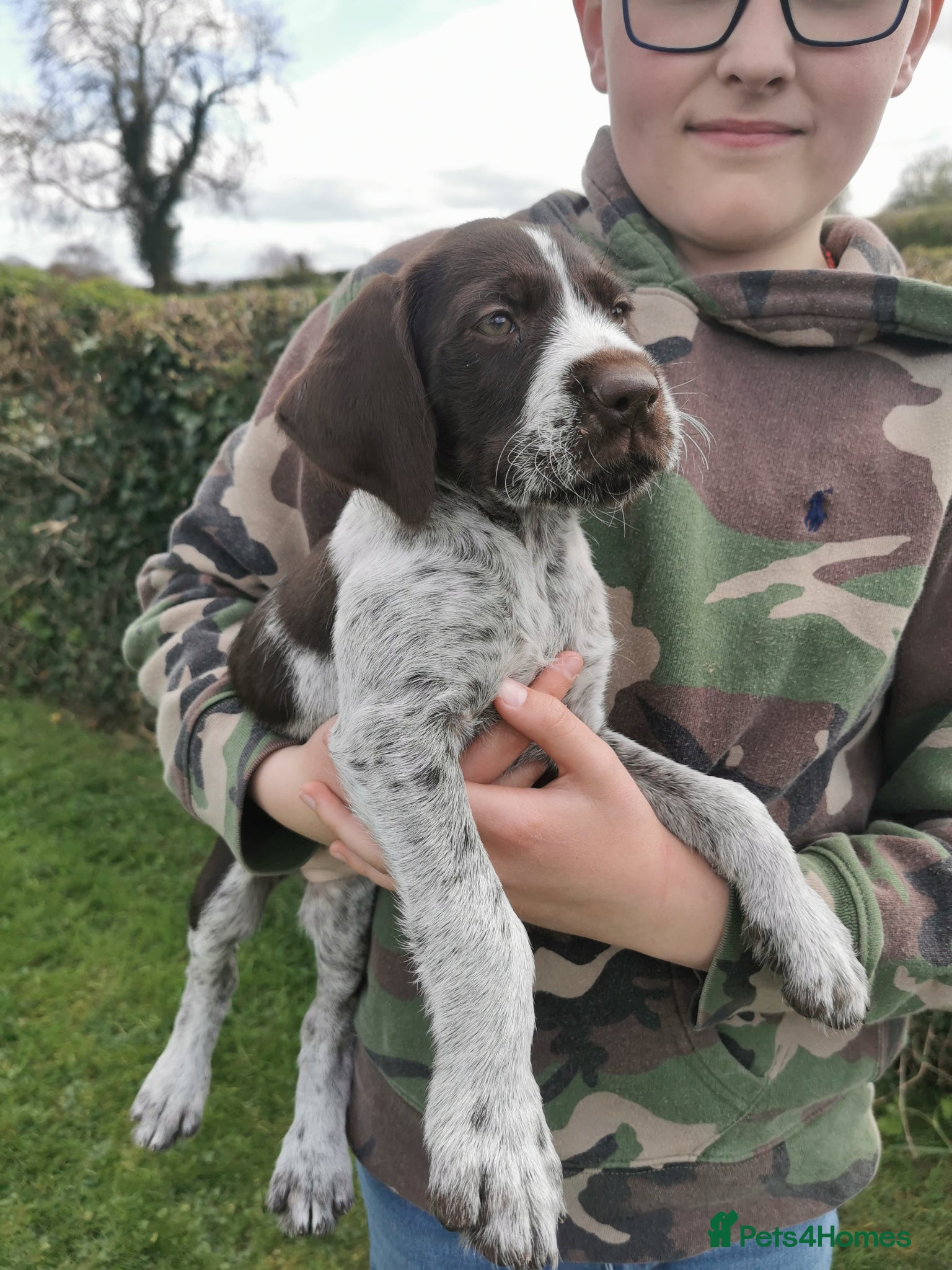 German Wirehaired Pointer dogs Ready now 1 x Kc german wirehaired pointers  - Advert 3