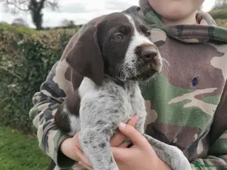German Wirehaired Pointer dogs Ready now 1 x Kc german wirehaired pointers - Advert 3
