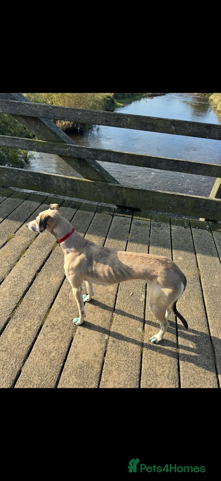 Mixed Breed dogs Saluki greyhound 2 red girls left !  - Advert 10