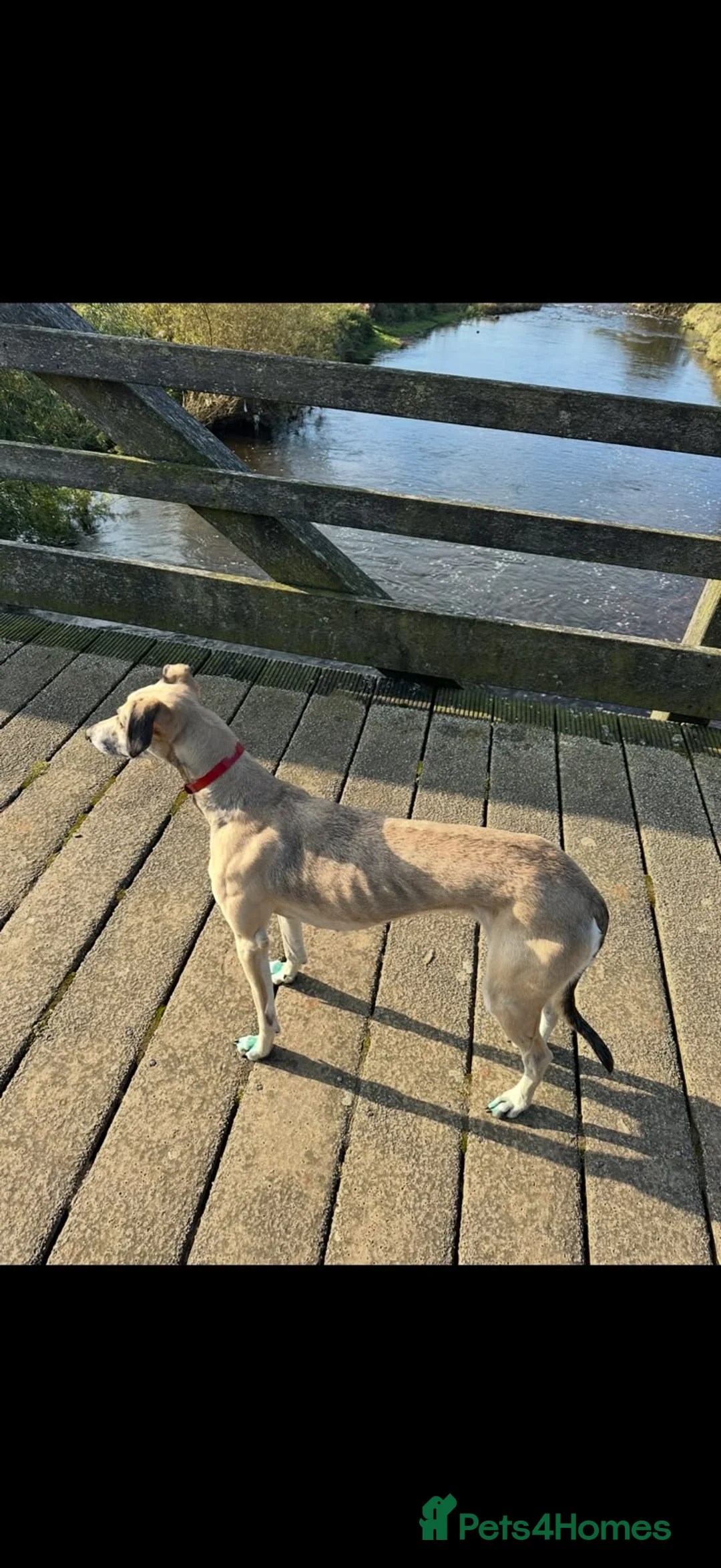 Mixed Breed dogs for sale: Saluki greyhound 2 red girls left !  - Advert 1