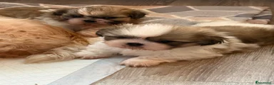 Shih Tzu 1