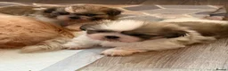 Shih Tzu dogs for sale: Beautiful pedigree Imperial Shih Tzu puppies  - Advert 9