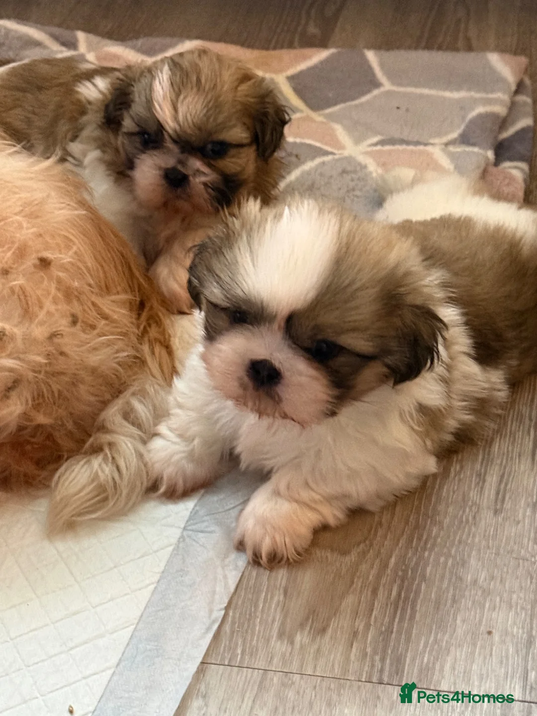 Shih Tzu dogs for sale: Beautiful pedigree Imperial Shih Tzu puppies  - Advert 9