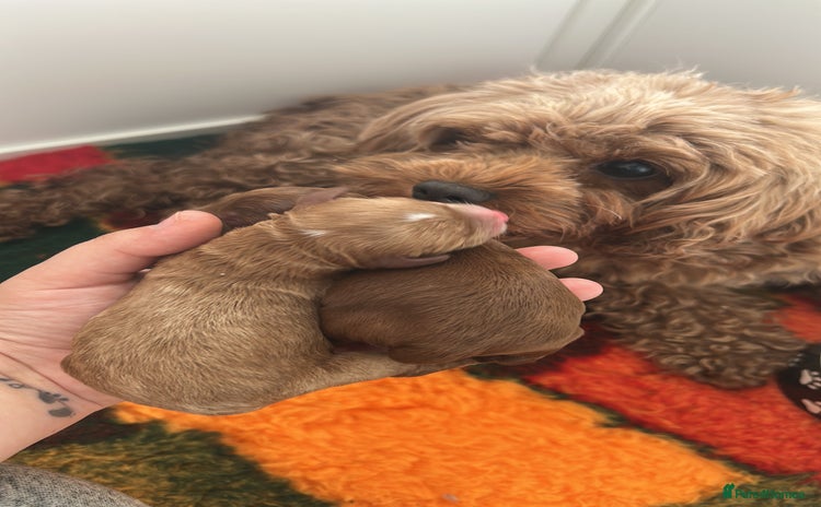 Cavapoo dogs - Advert 8