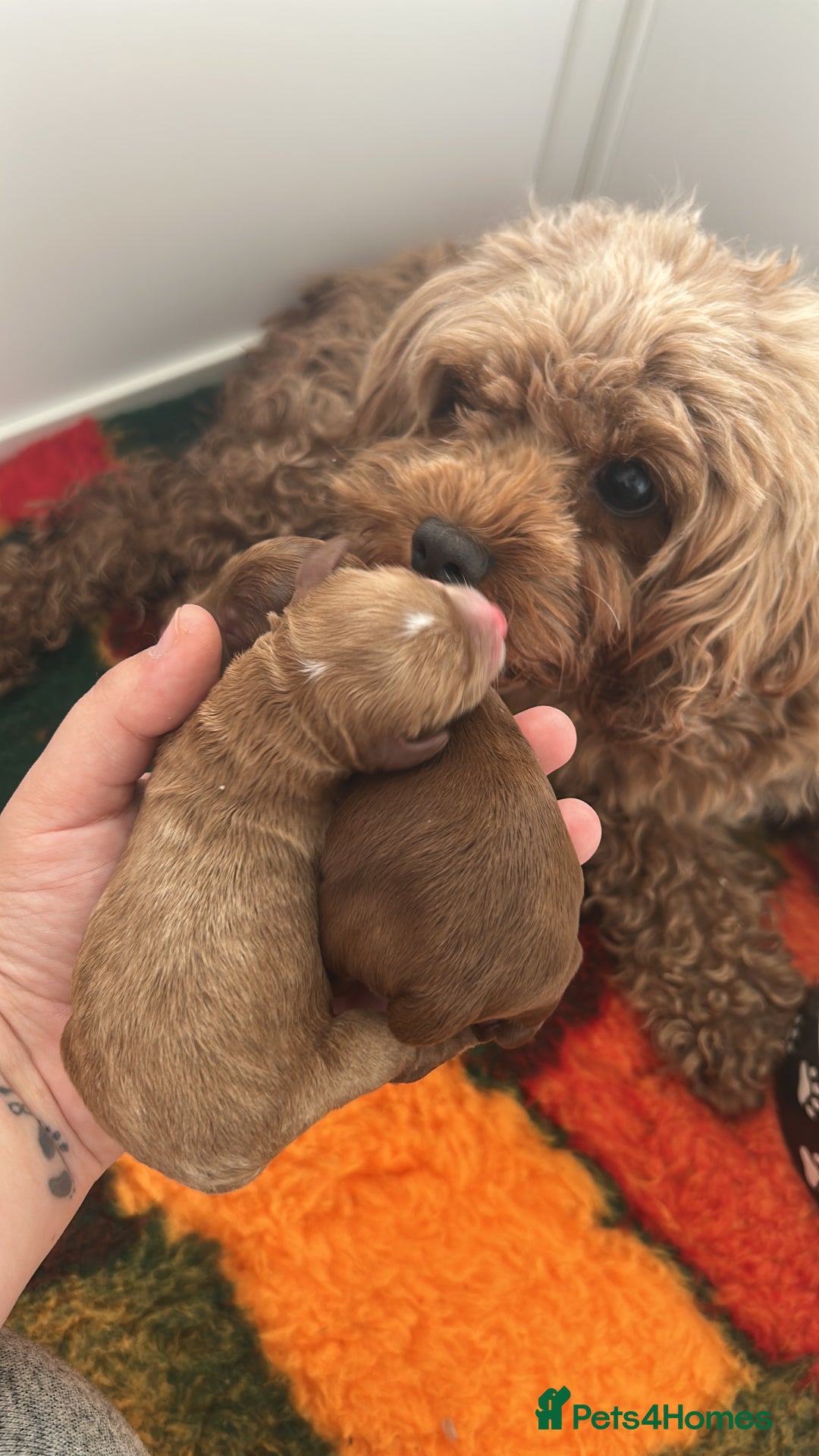Cavapoo dogs for sale: 💫 TOY CAVAPOO PUPPYS HEALTH TESTED 💫  - Image 1