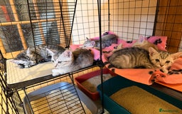 Mixed Breed cats for sale: Beautiful Kittens for sale  - Image 8