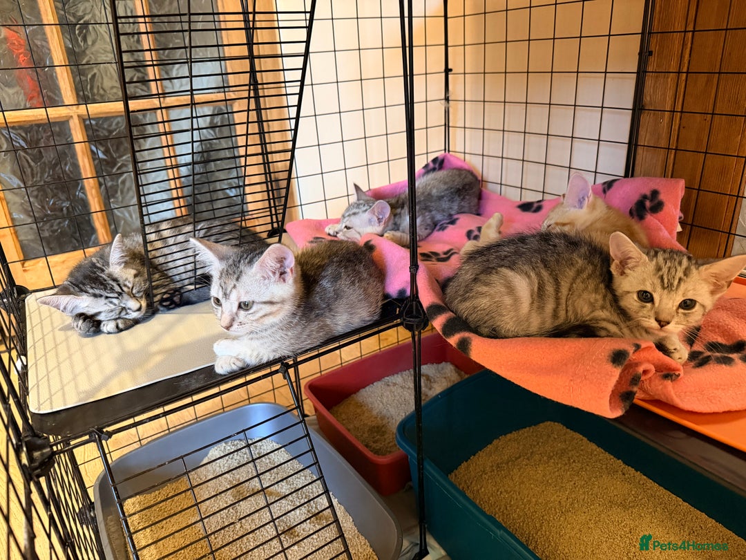Mixed Breed cats for sale: Beautiful Kittens for sale  - Image 8