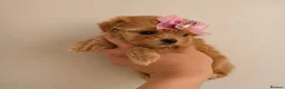 Maltipoo dogs for sale: exquisite Asian Maltipoo Puppies  - Advert 3