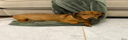 Dachshund dogs for sale: Dachshund in London - Advert 2