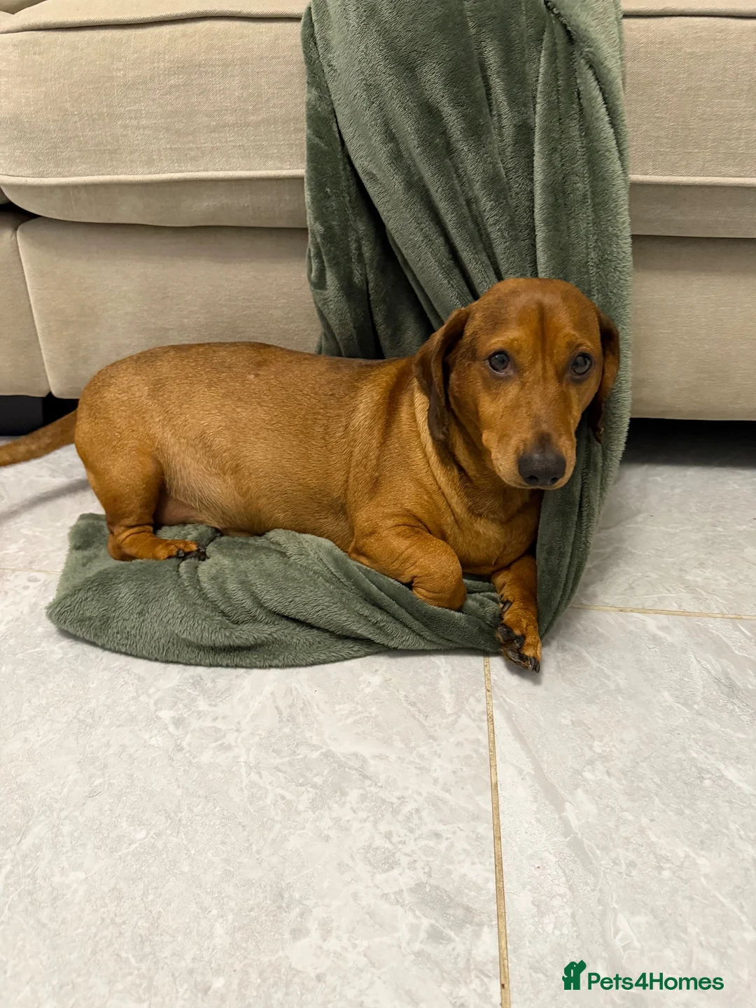 Dachshund dogs for sale: Dachshund in London - Advert 2