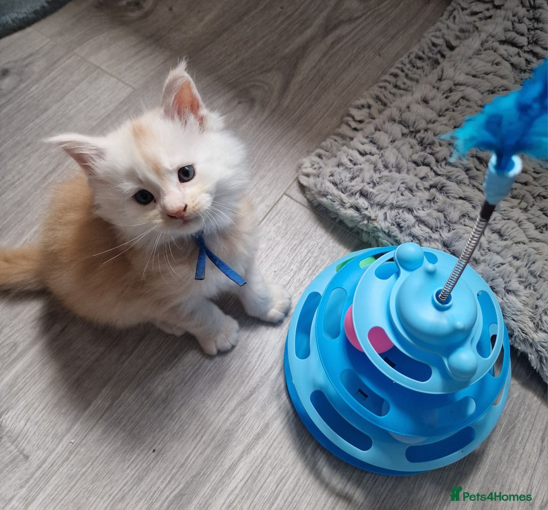 Maine Coon cats for sale: Beautiful Fluffy Maine Coon Kittens - Image 9