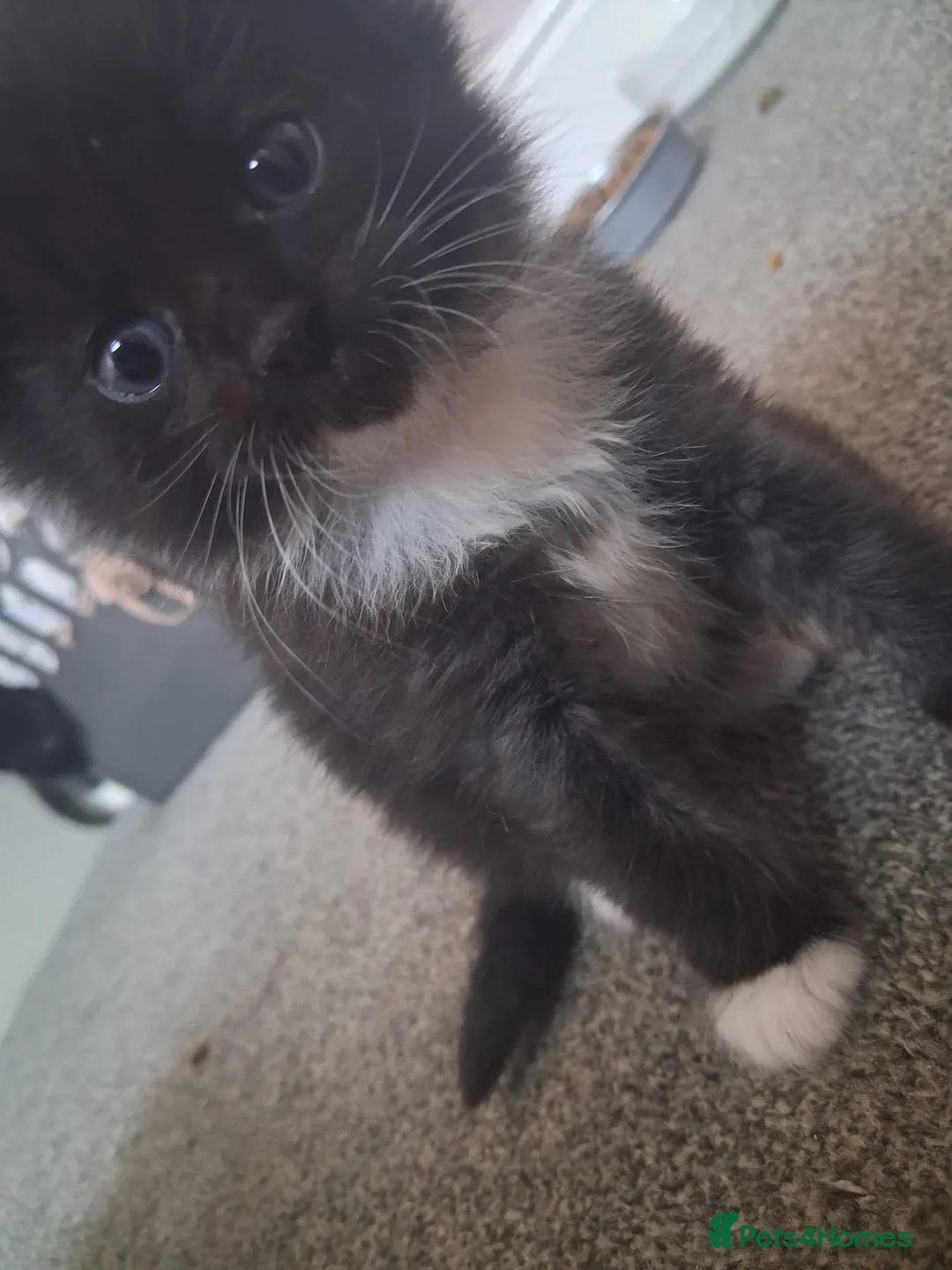 Mixed Breed cats for sale: Male kitten in March - Advert 2