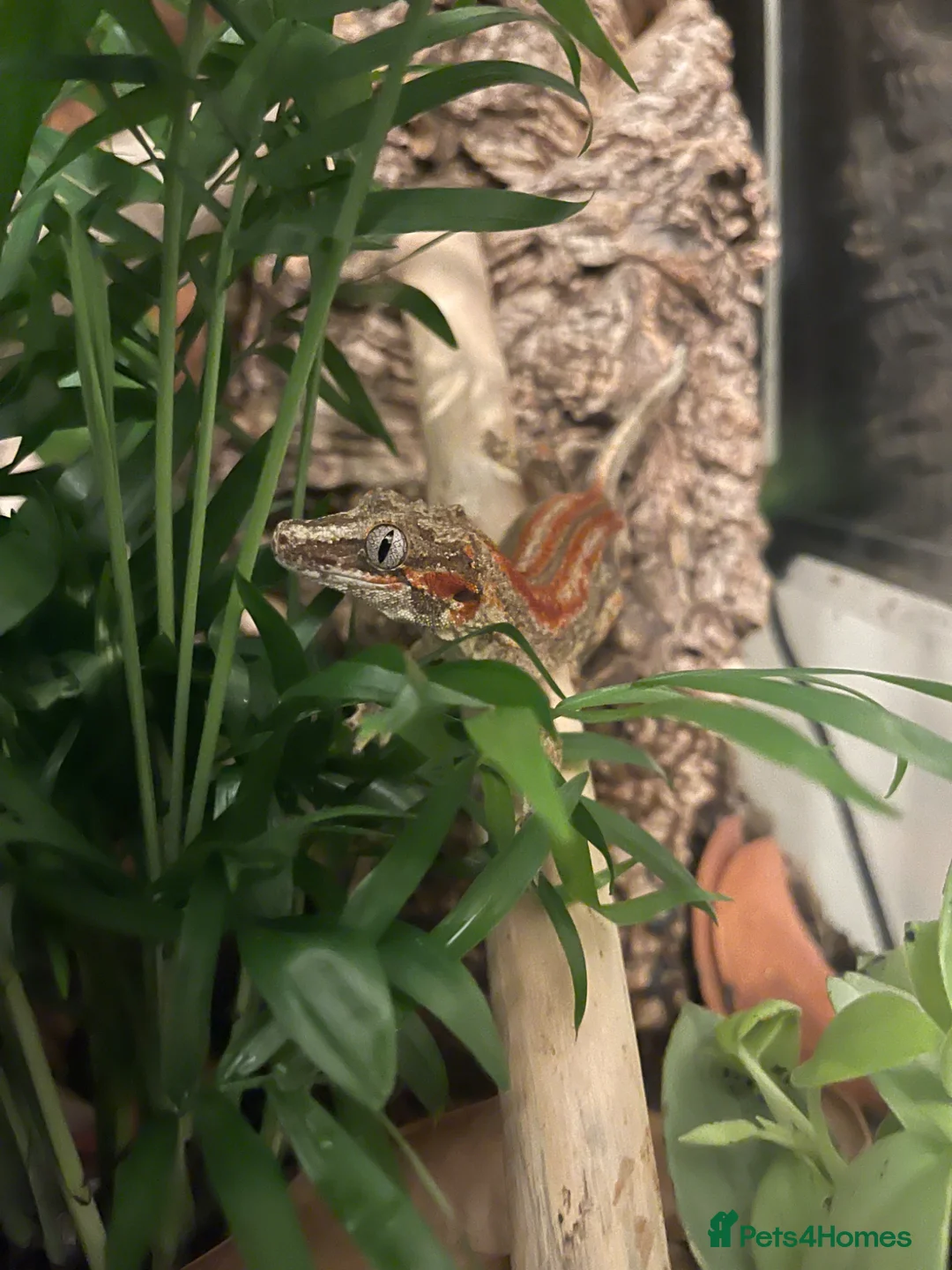 Gecko reptiles for sale: x2 crested geckos, x1 gargoyle geckos with setup - Advert 3