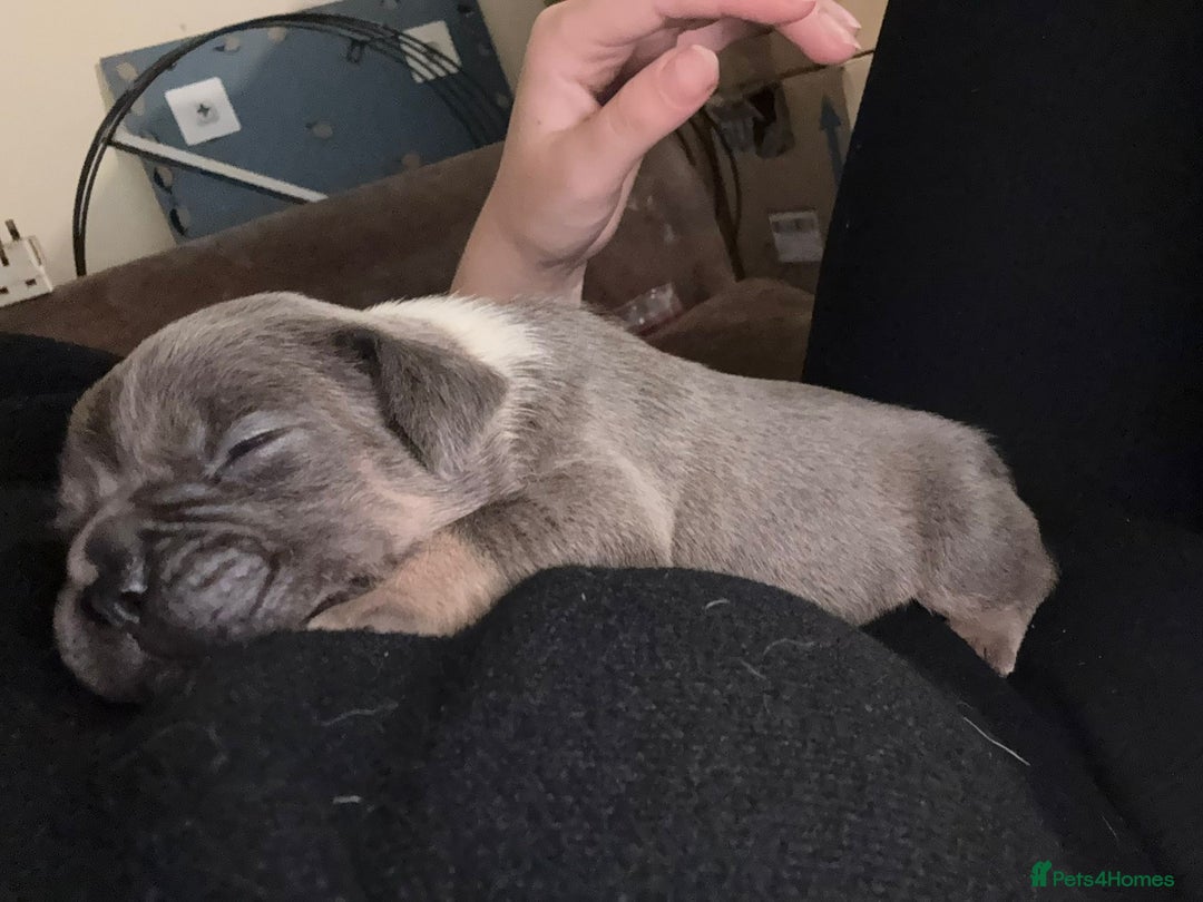 Mixed Breed dogs for sale: Pocket Bully cross Pug - Image 1