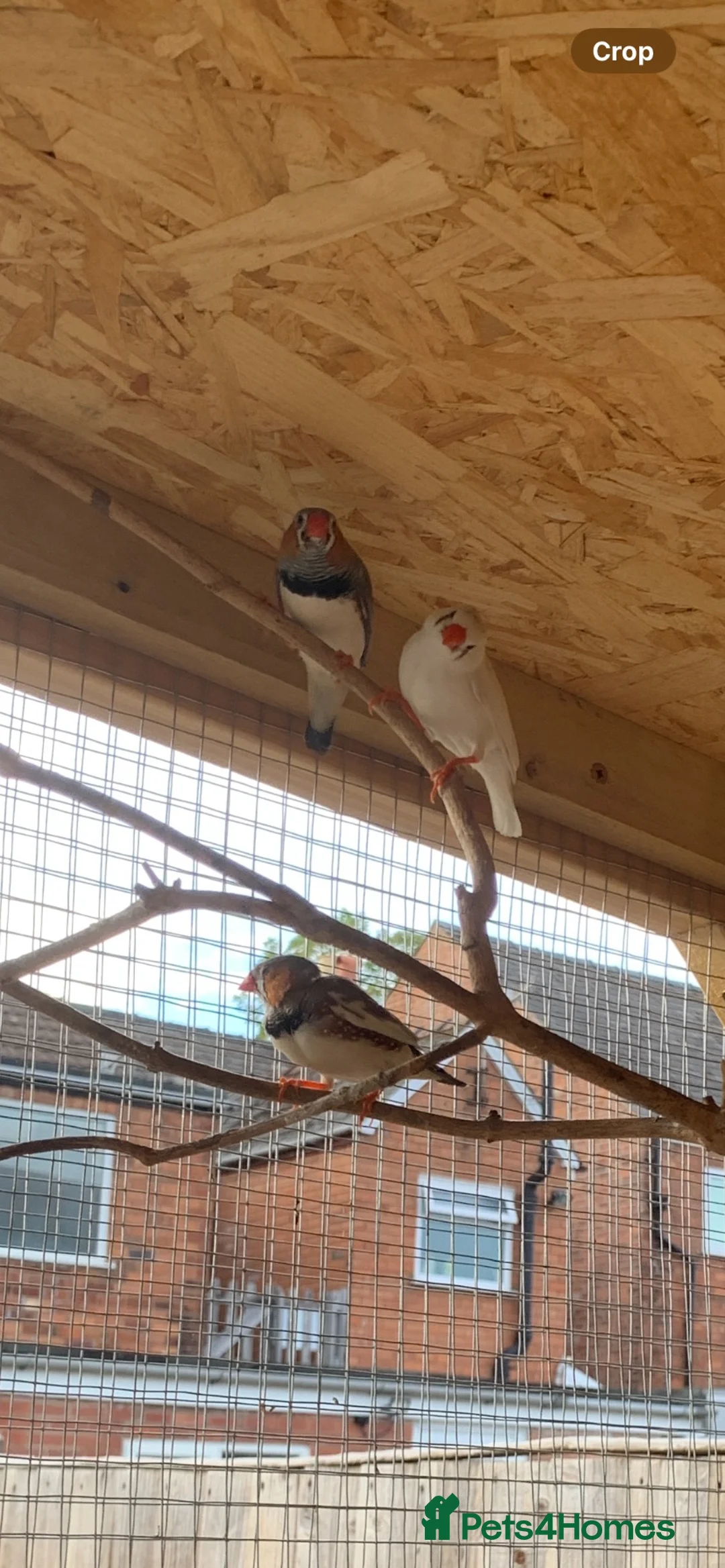 Finches birds for sale: Pied zebra finches  in Malvern - Advert 2