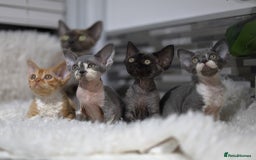Devon Rex cats for sale: Devon Rex Kittens  - Image 20