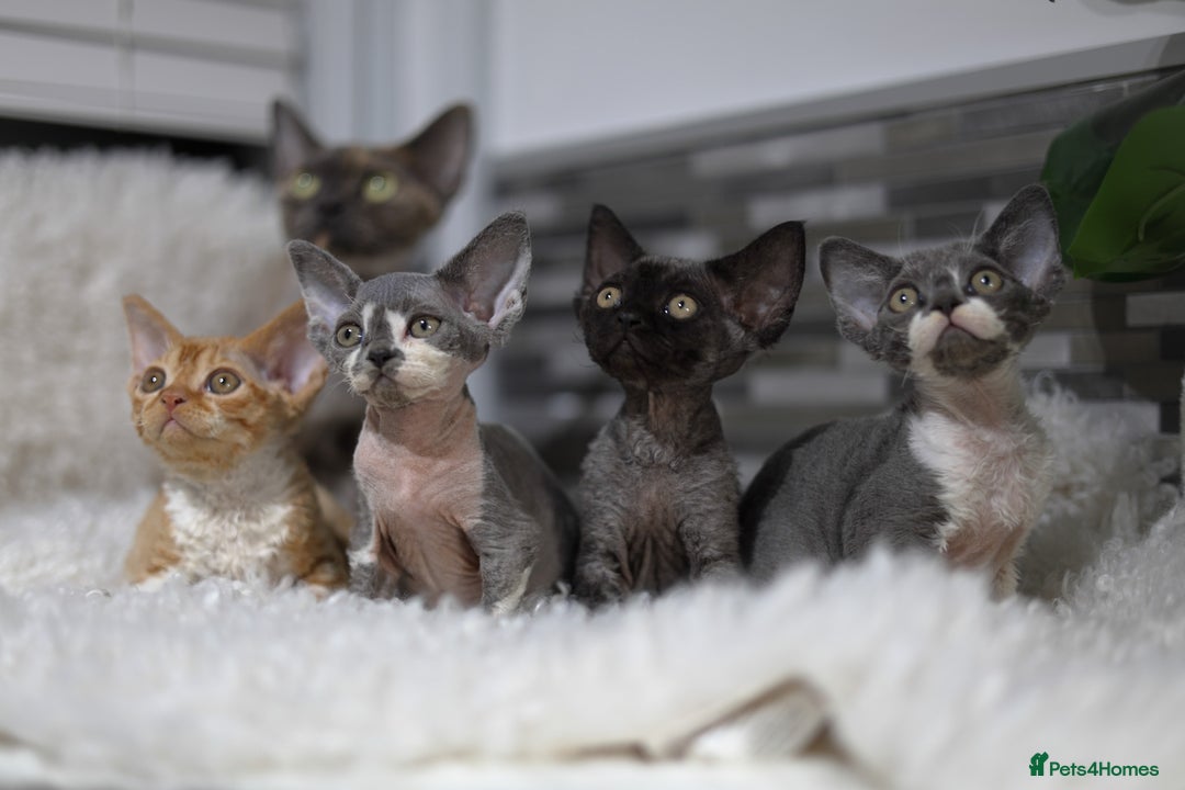 Devon Rex cats for sale: Devon Rex Kittens  - Image 20