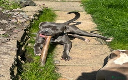 American Bull Staffy dogs for sale: Mrs Stormi  - Image 3