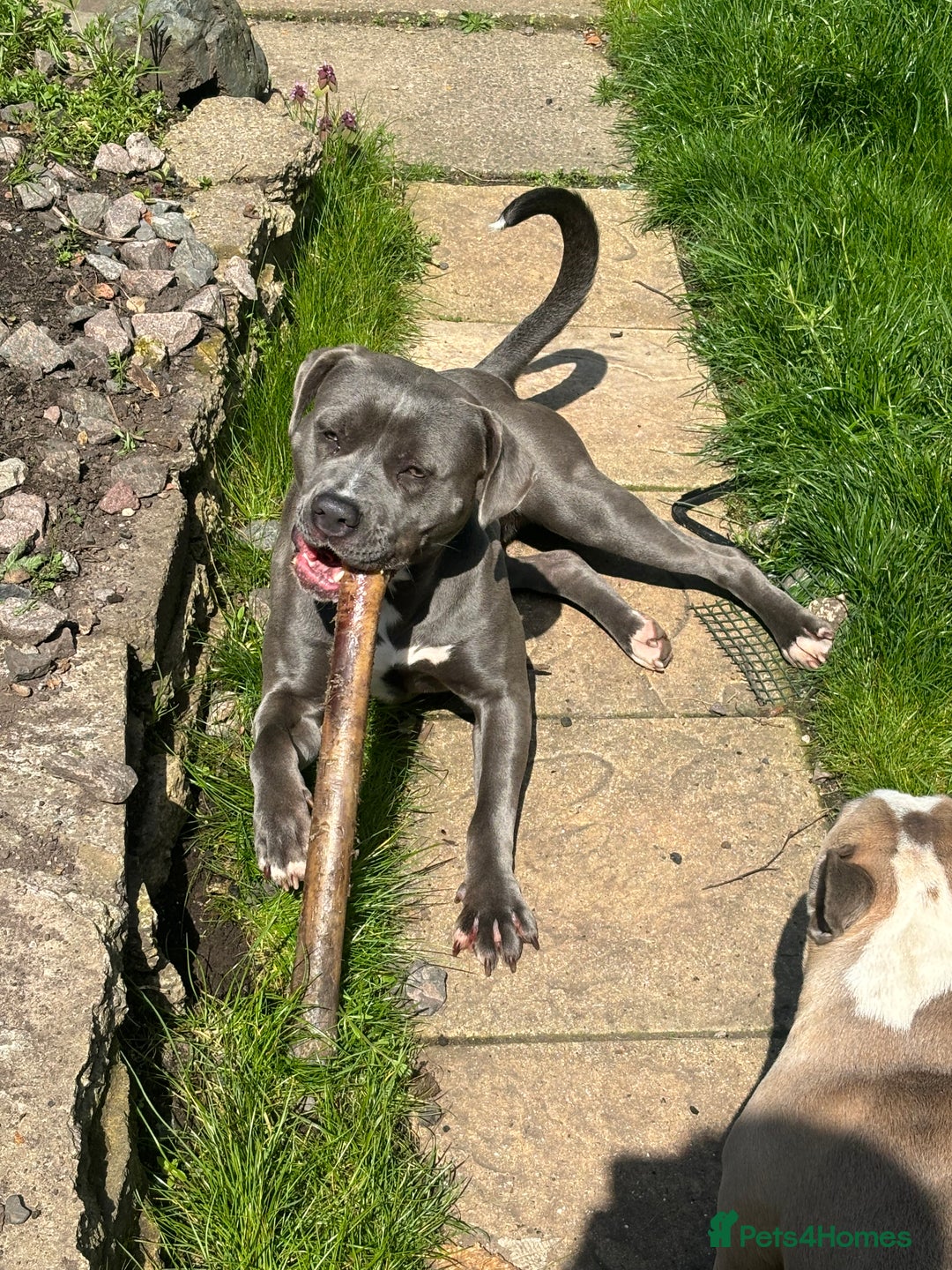 American Bull Staffy dogs for sale: Mrs Stormi  - Image 3