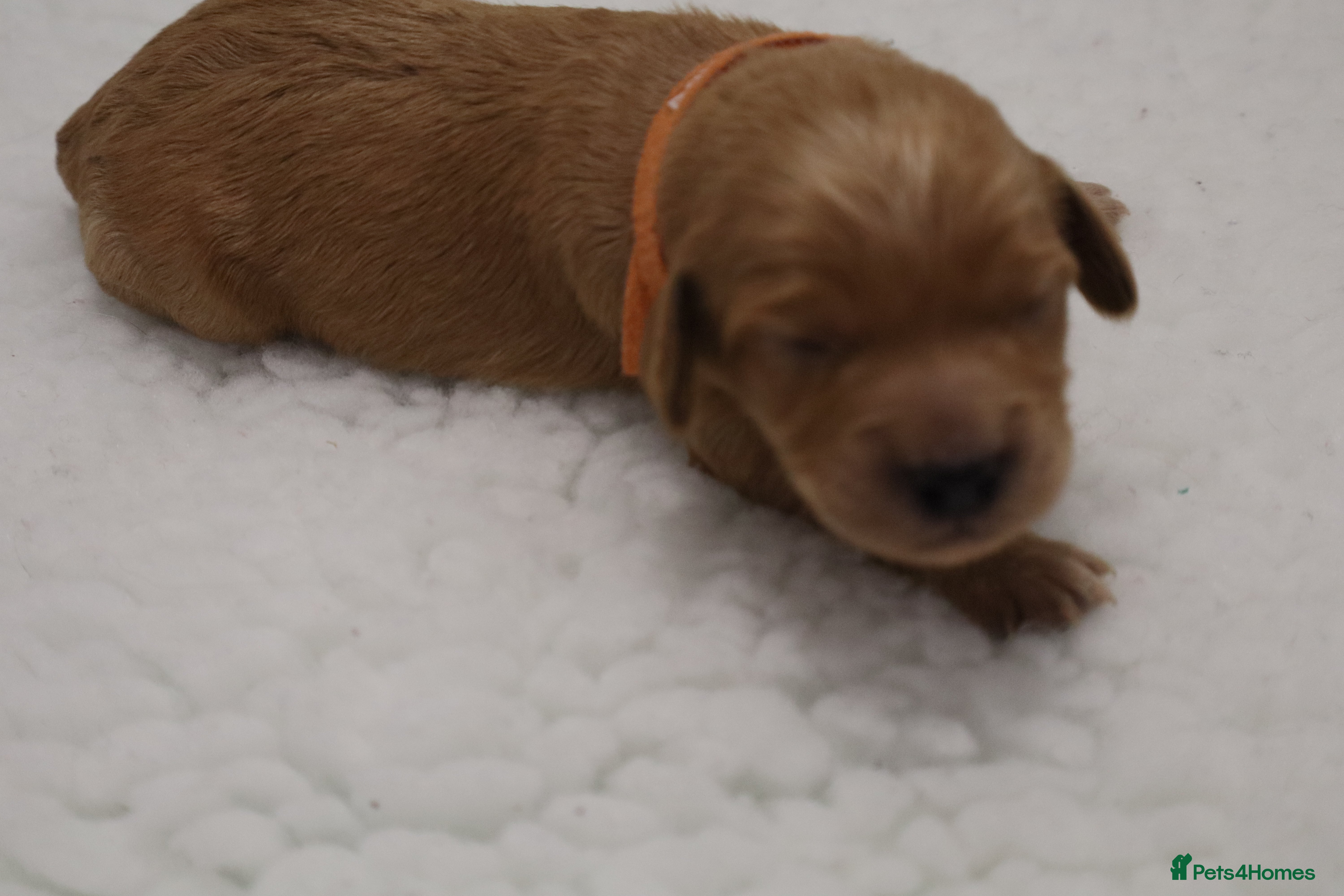 Cockapoo dogs ELITE COCKAPOOS 5* LICENSED BREEDER  - Advert 2