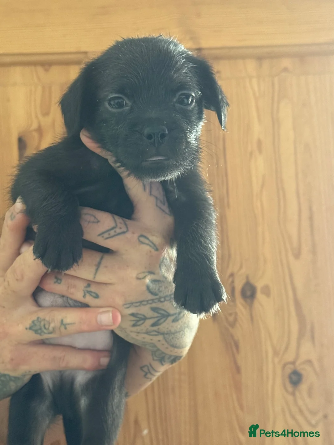 Mixed Breed dogs for sale: French bulldog x cockapoo in Bournemouth - Advert 11