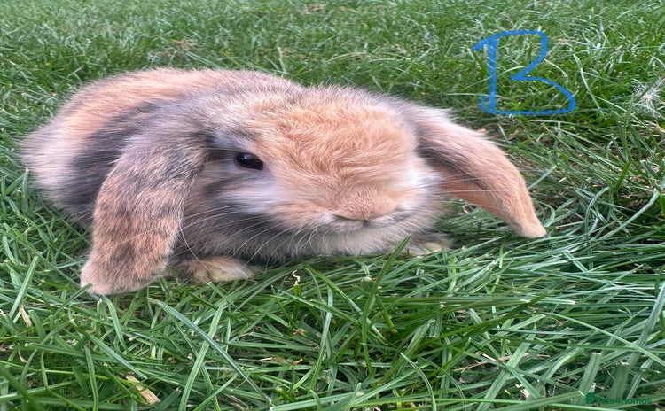 Mini Lop rabbits - Advert 7