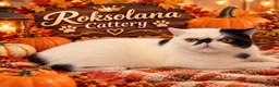 Exotic cats for sale: Exotic shorthair  - Advert 2
