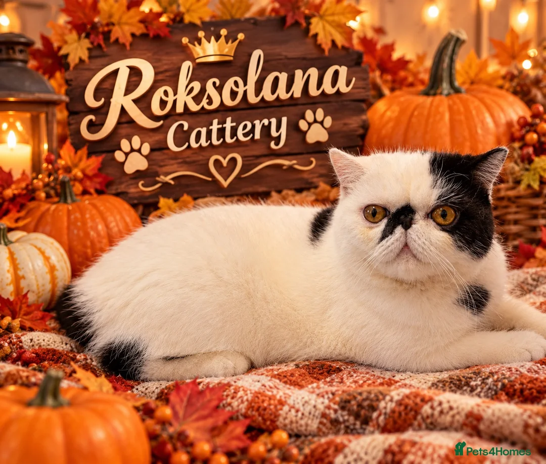 Exotic cats for sale: Exotic shorthair  - Advert 2