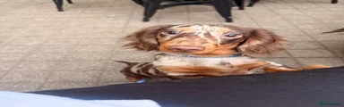 Miniature Dachshund Puppy 1 yr old