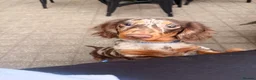 Miniature Dachshund dogs for sale: Lovely Tan Dapple, Miniature Dachshund, F, REHOME - Advert 3