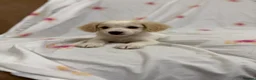 Mixed Breed dogs for sale: Maltese cross jackrussel puppies for sale - Advert 2