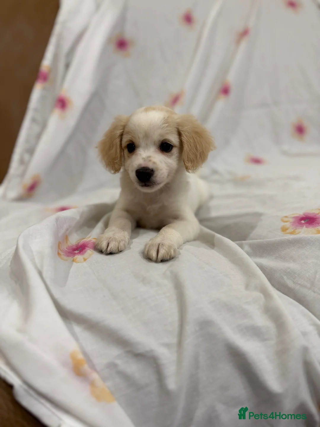Mixed Breed dogs for sale: Maltese cross jackrussel puppies for sale - Advert 2