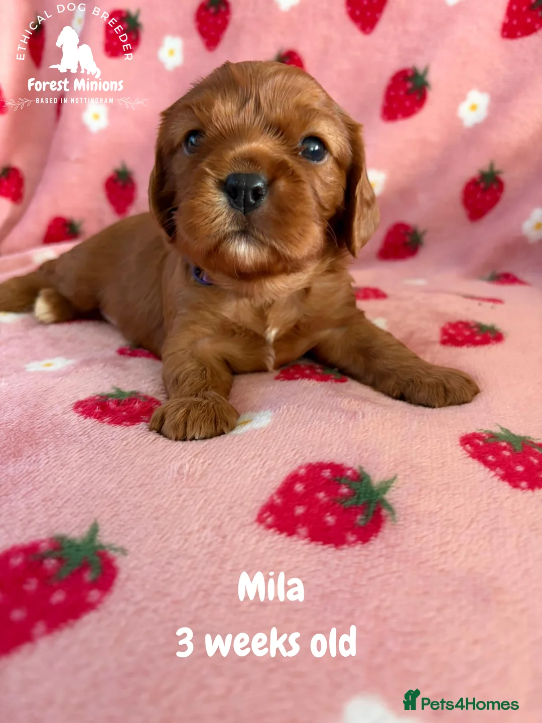 Cavalier King Charles Spaniel dogs for sale: Beautiful KC Cavalier King Charles Spaniel puppies - Advert 13