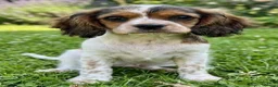 Mixed Breed dogs for sale: Three Roan Puppies Available  - Advert 9