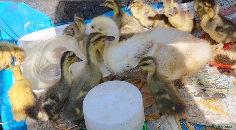 Ducks poultry - Advert 8