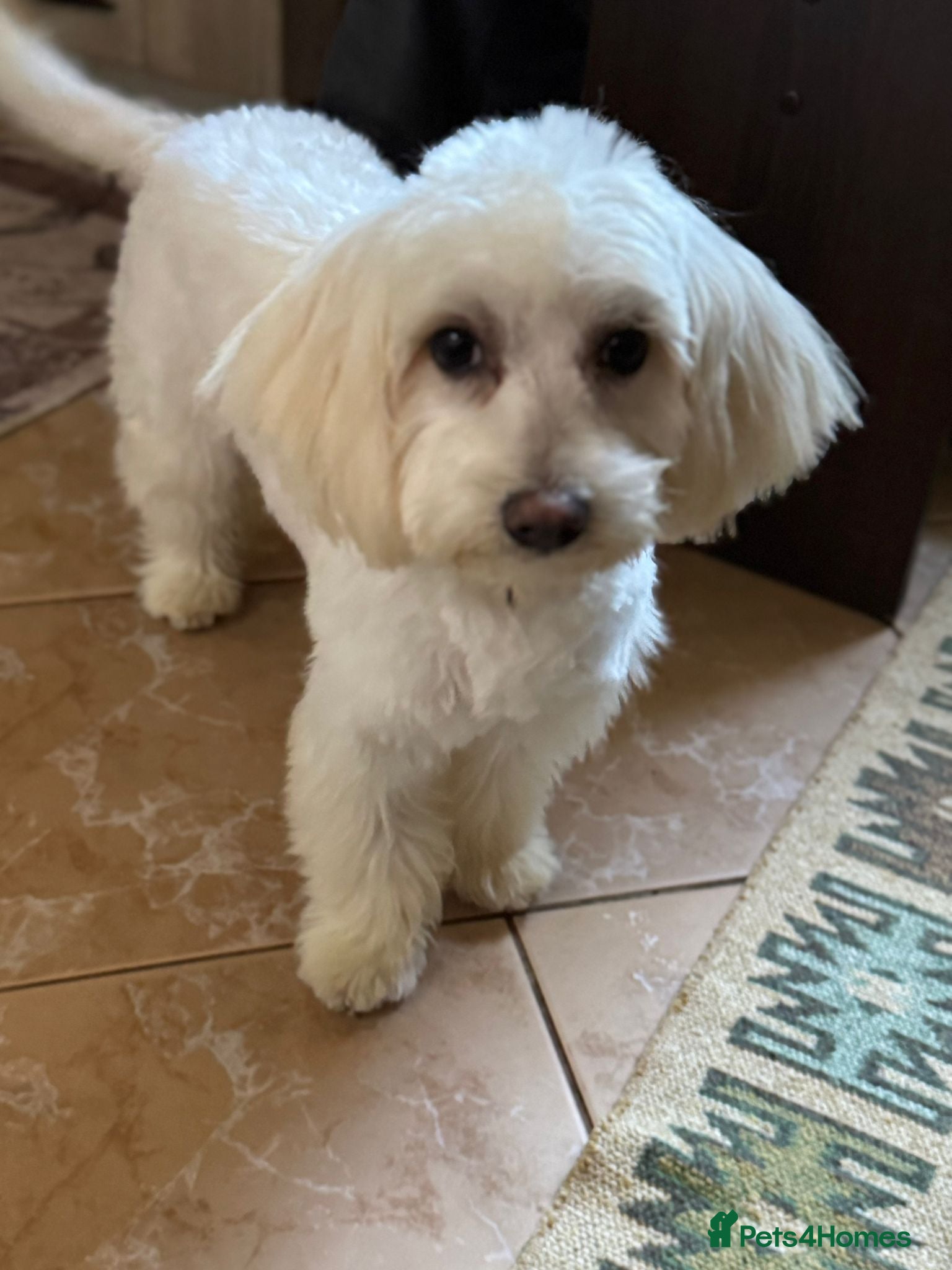 Bichon Frise dogs Meet PACO - a Lovely little boy, for a Loving Home - Advert 12