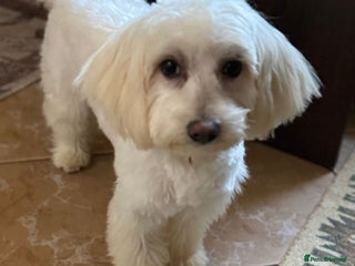 Bichon Frise dogs Meet PACO - a Lovely little boy, for a Loving Home - Advert 1