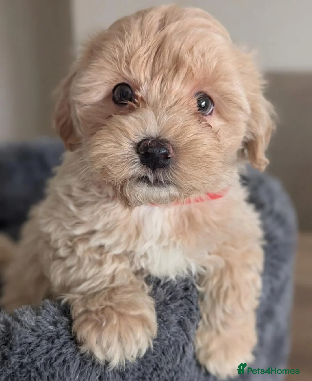 Maltipoo dogs for sale: F1 Maltipoo Puppies For Sale  - Advert 1