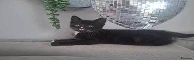 Domestic Shorthair 3