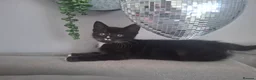 Domestic Shorthair cats for sale: Kittens  - Advert 5