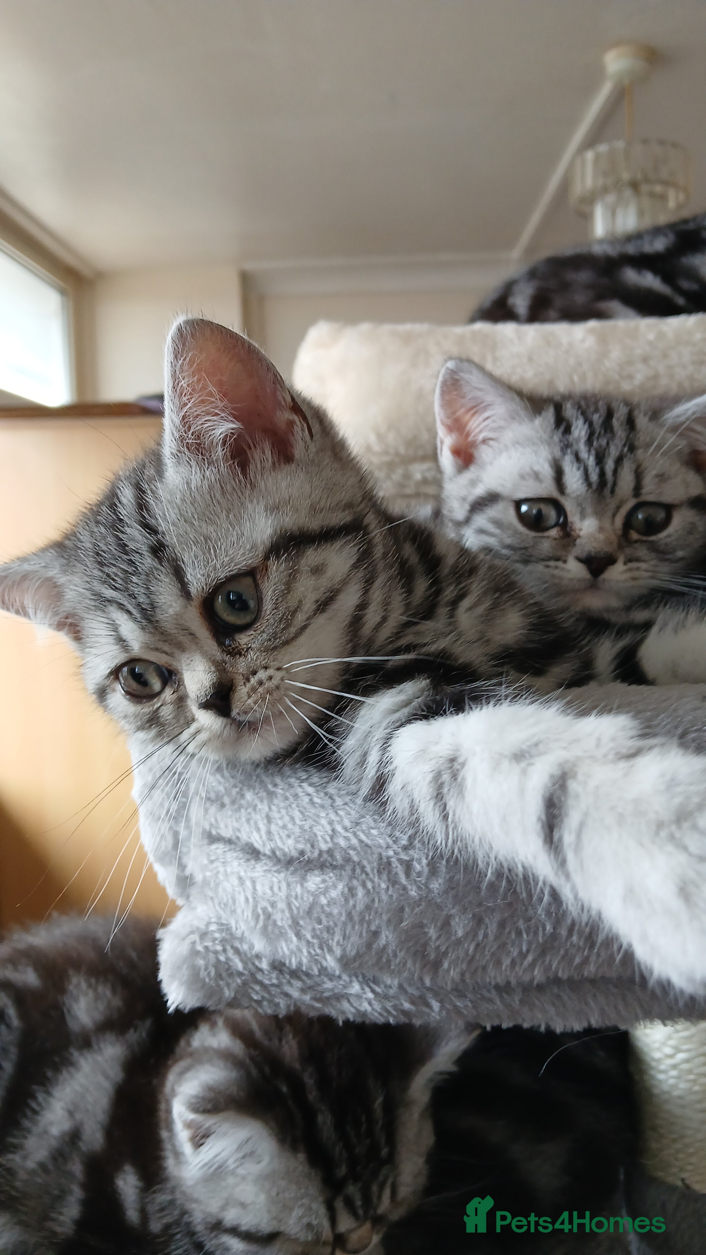 British Shorthair cats Bsh.Tabby kittens.GCCF.Available on 15.February . - Advert 7
