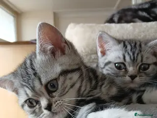 British Shorthair cats Bsh.Tabby kittens.GCCF.Available on 15.February . - Advert 7