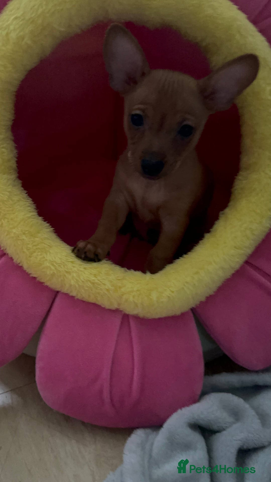 Russian Toy Terrier dogs for sale: For sale KC puppies - Image 18