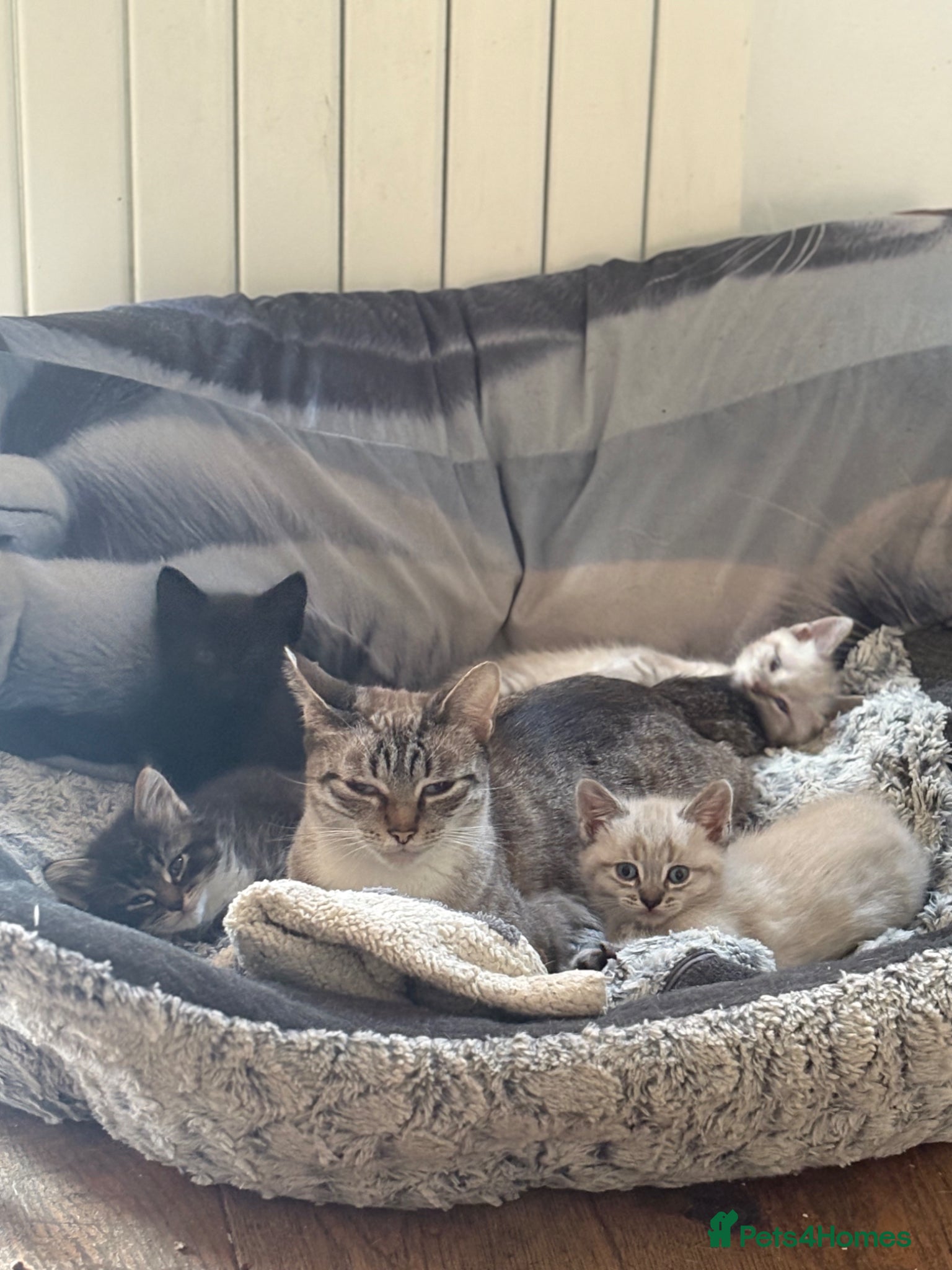 Mixed Breed cats 3 beautiful kittens for sale  - Advert 2