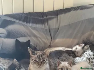 Mixed Breed cats 3 beautiful kittens for sale - Advert 2