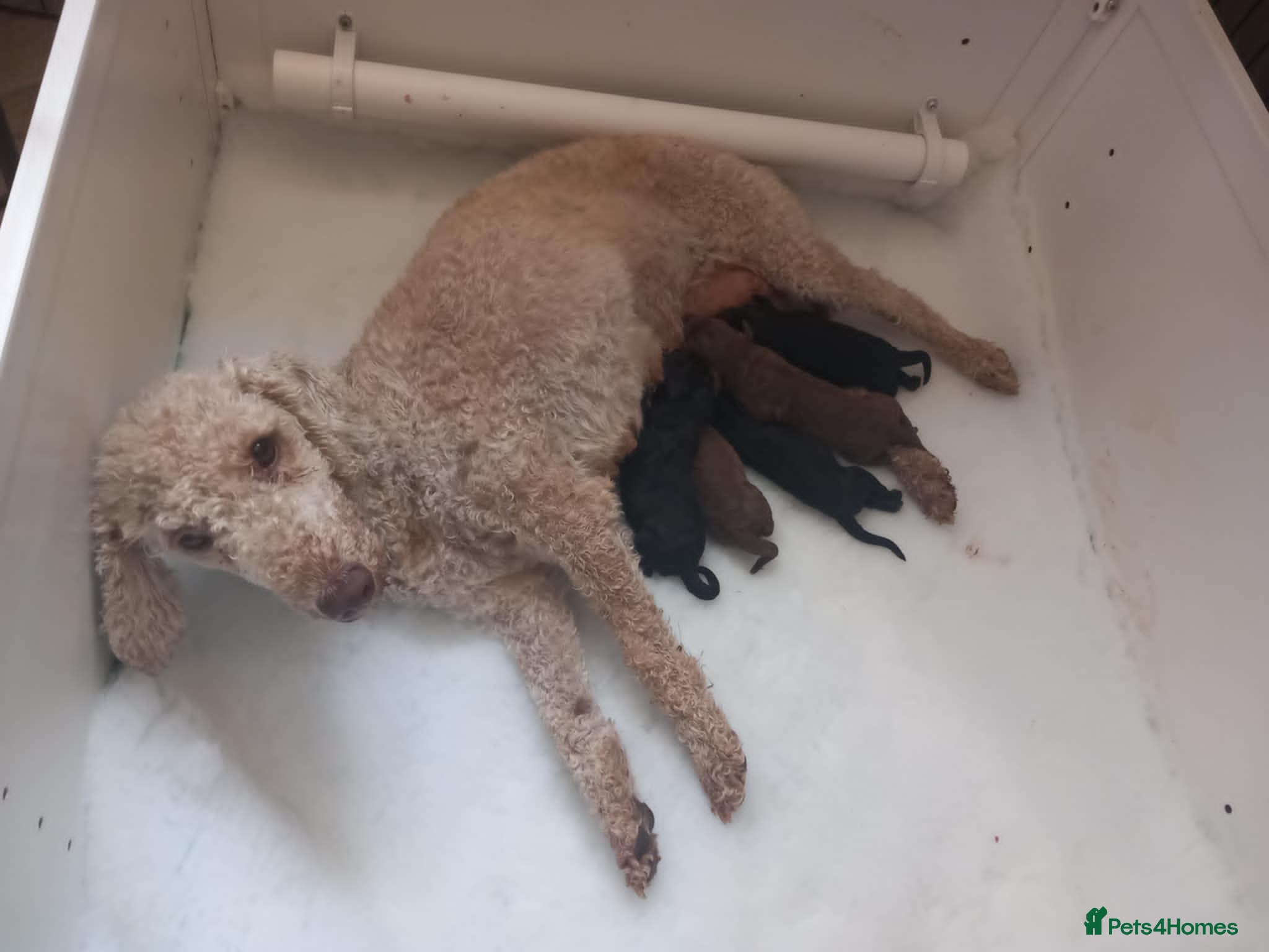 Bedlington Terrier dogs KC reg, CT clear Bedlington terrier puppies - Advert 1